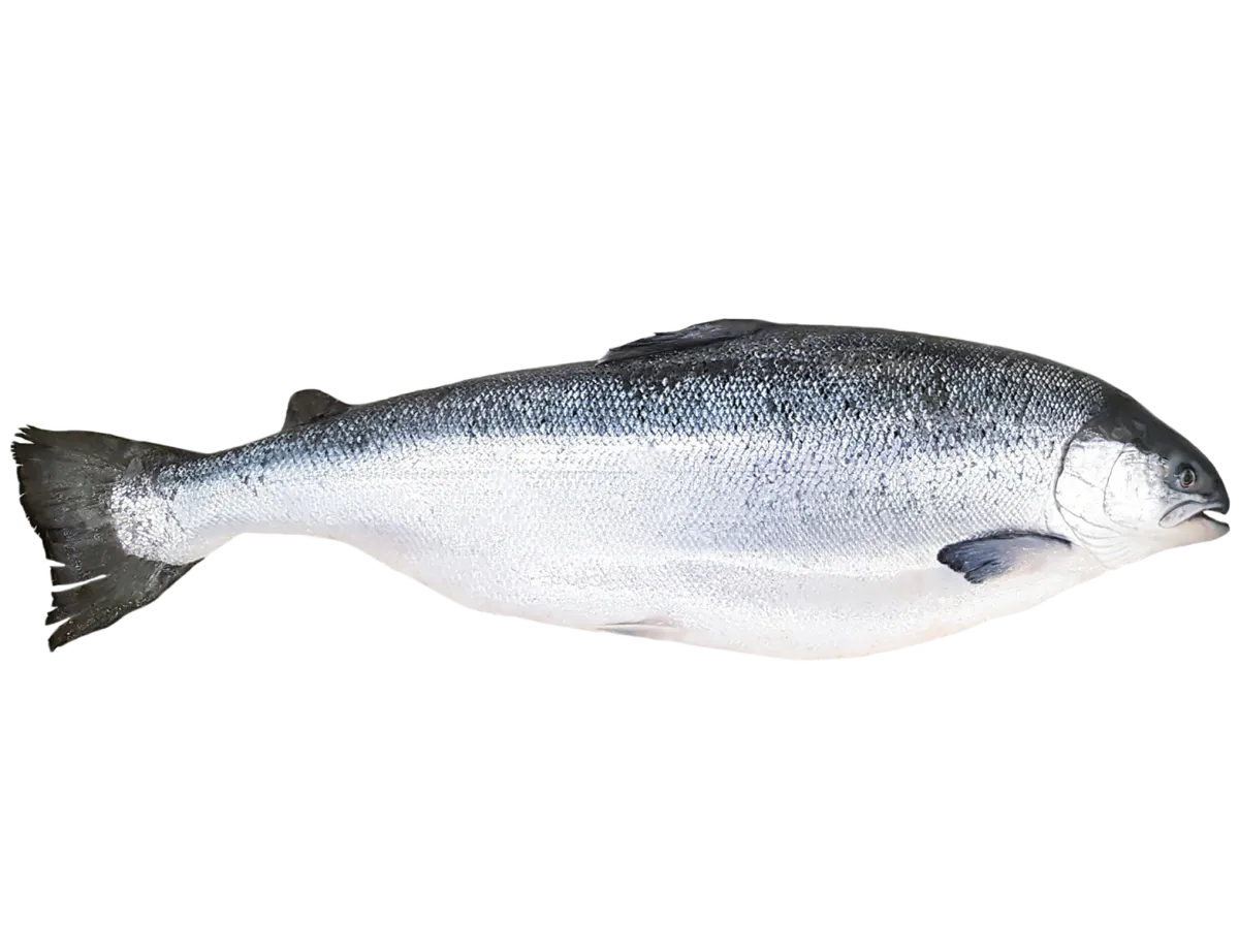 pescados